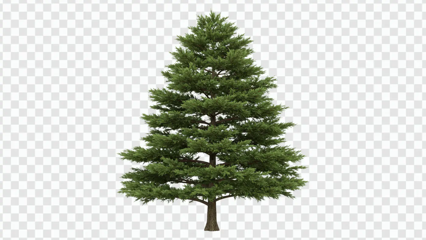 Majestic Evergreen Pine Tree Isolated PNG Clipart