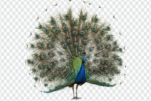 Majestic Peacock Displaying Feathers PNG Clipart