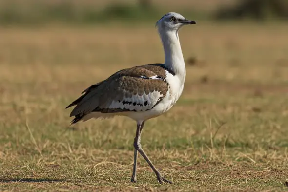 Indian Bustard Walking on Grassland