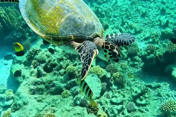 Majestic Sea Turtle Swimming Through Vibrant Coral Reef