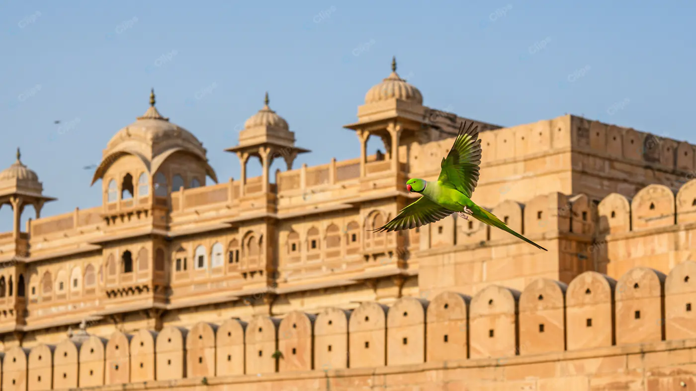 Parakeet's Flight at Amber Fort