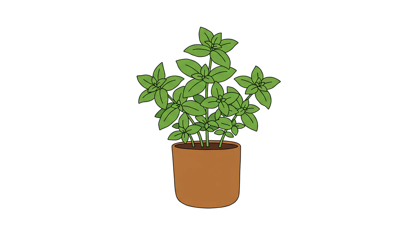 Potted Basil Plant Vector
