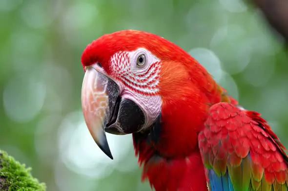 Vivid Red Parrot Close-Up in Jungle Background