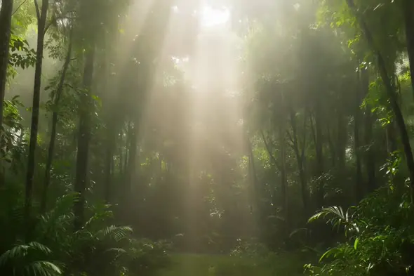 Ethereal Sunbeams Penetrate Misty Tropical Rainforest Canopy