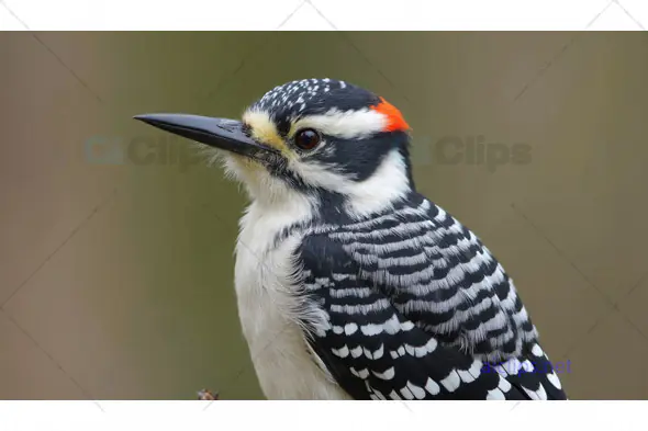 Hairy Woodpecker Close-Up
