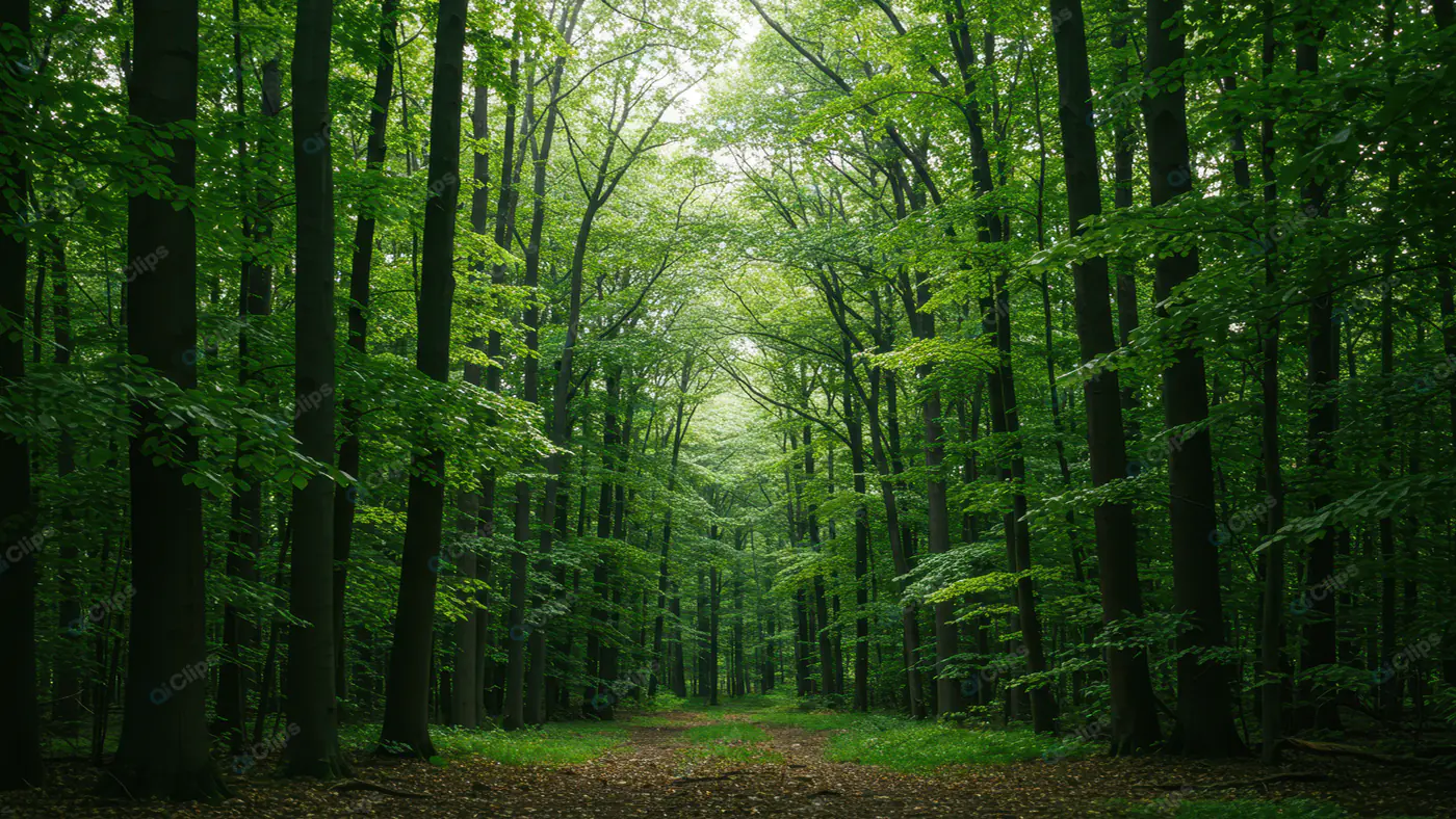 Lush Green Forest Path