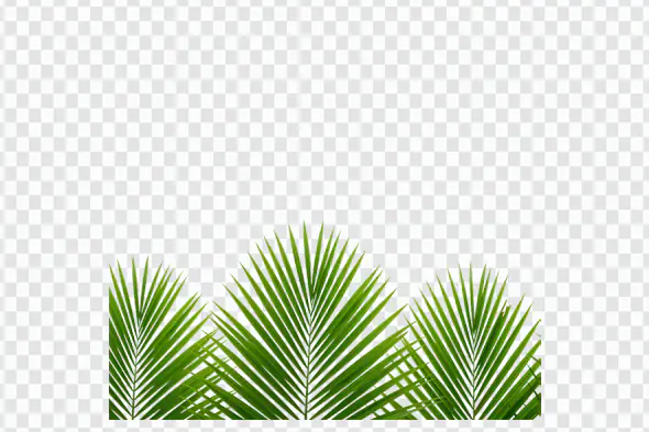 Tropical Palm Fronds Bottom Border PNG Clipart