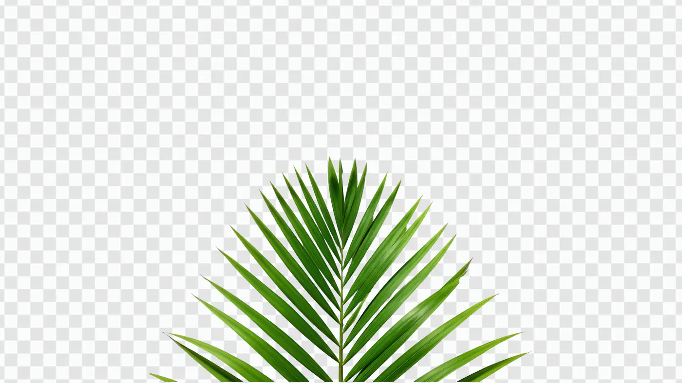 Tropical Green Palm Frond PNG Clipart