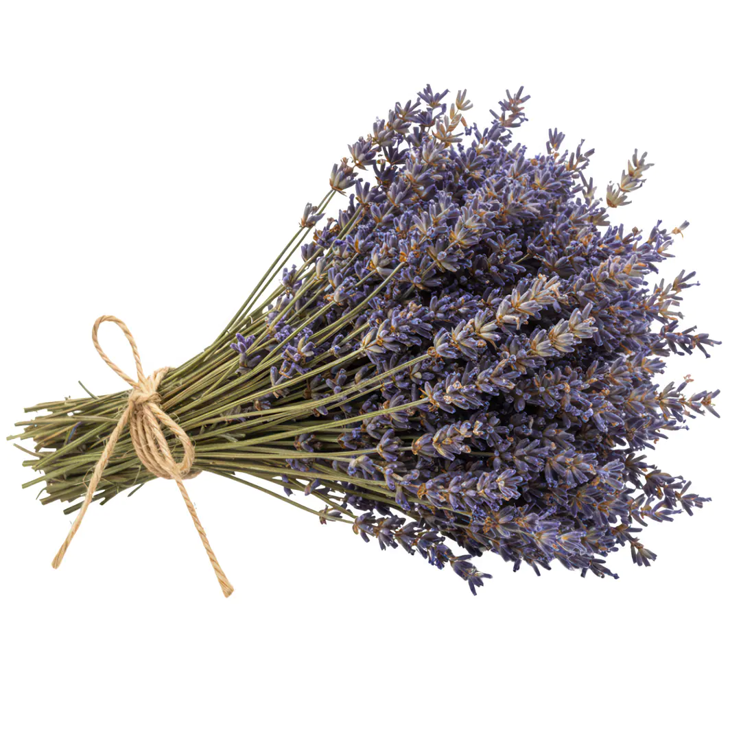 Fragrant Lavender Bouquet Tied with Twine PNG