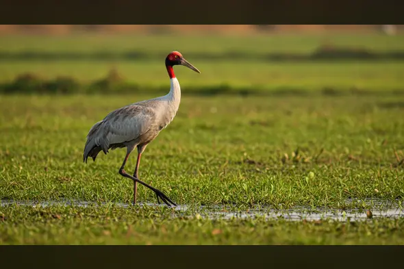Sarus Crane Walking Through Wetland Grassland at Golden Hour