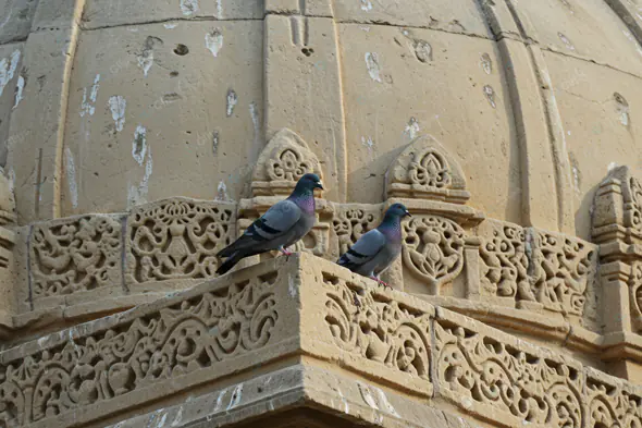 Pigeons on Ornate Stone Architecture