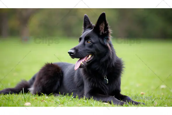 Relaxed Black German Shepherd in Green Field