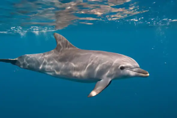 Graceful Dolphin Underwater