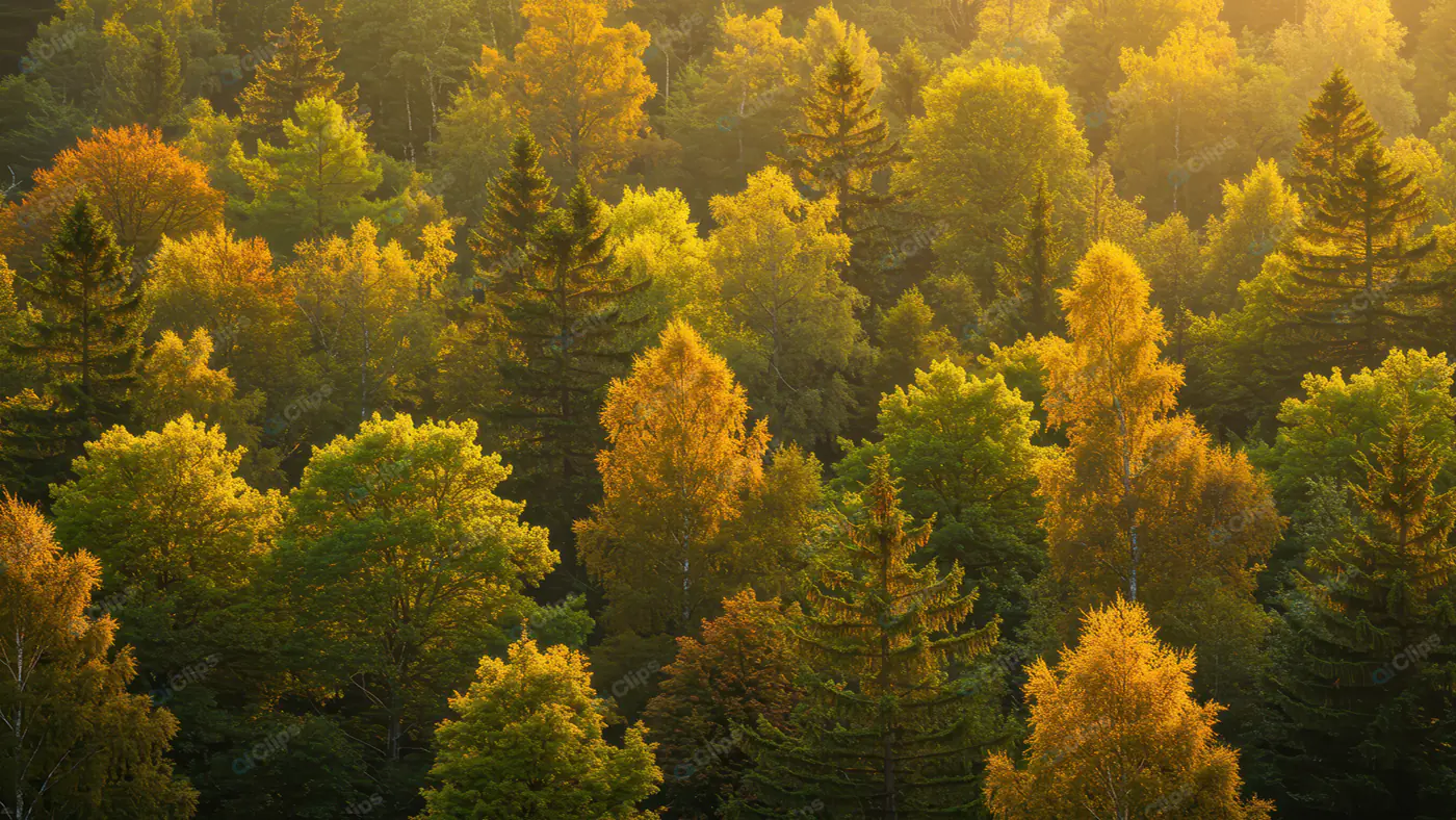Golden Autumn Forest Canopy
