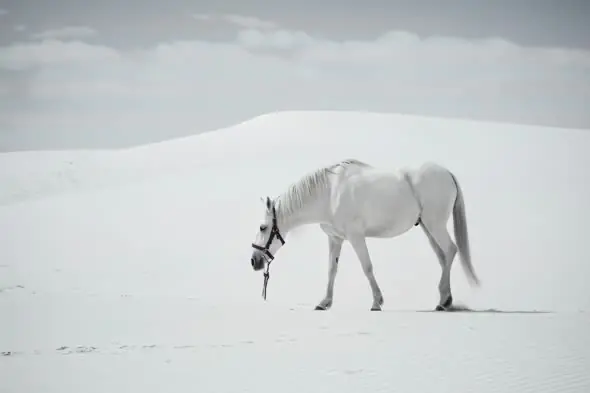Majestic White Horse on Sand Dunes