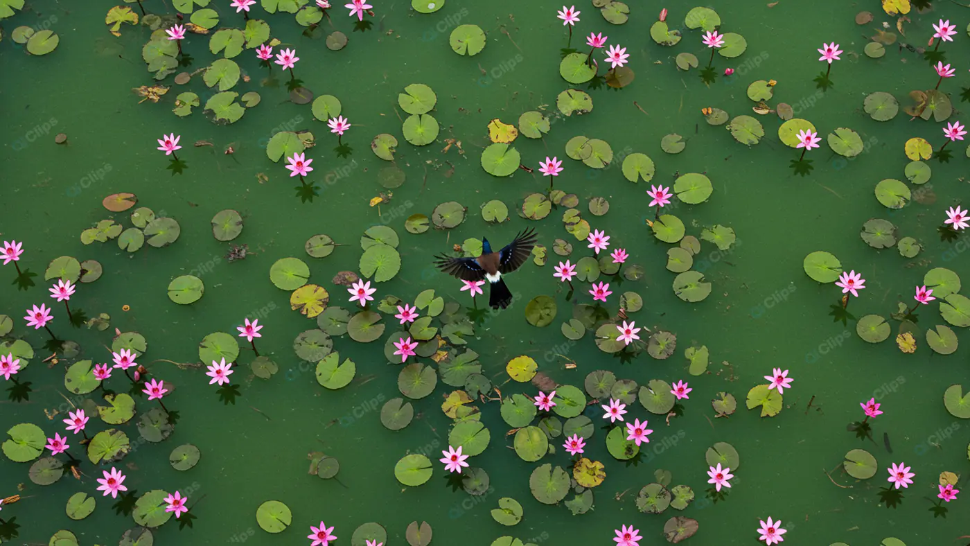 Lotus Pond with Bird in Flight
