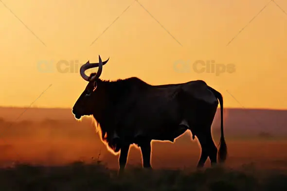 Wildebeest Silhouette Against African Sunset