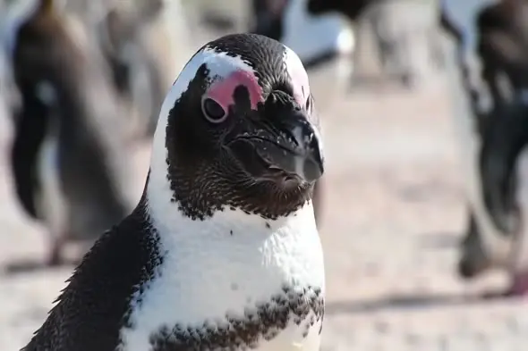 Inquisitive Penguin Close-up