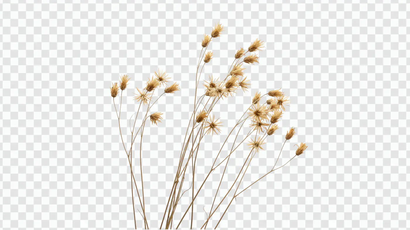 Golden Dried Wildflower Stems Nature Inspired PNG