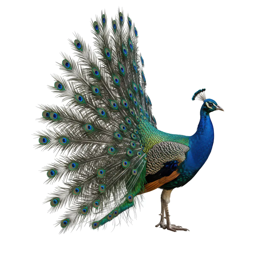 Majestic Peacock Displaying Vibrant Plumage PNG Clipart