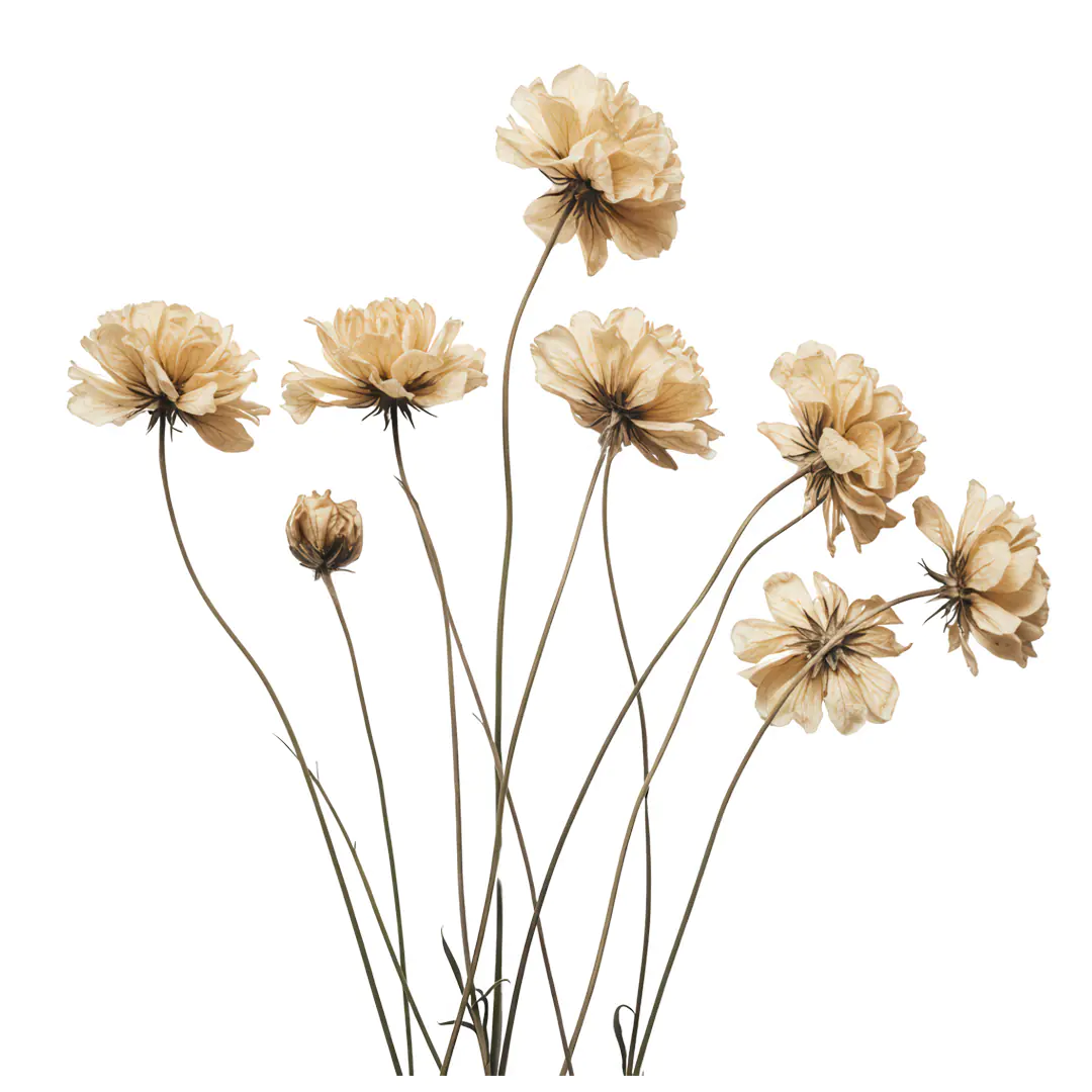 Elegant Dried Cosmos Flowers Bouquet PNG Clipart