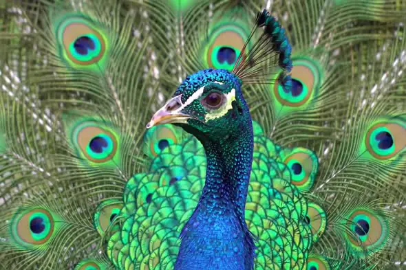 Indian Peacock with Fully Spread Vibrant Feathers