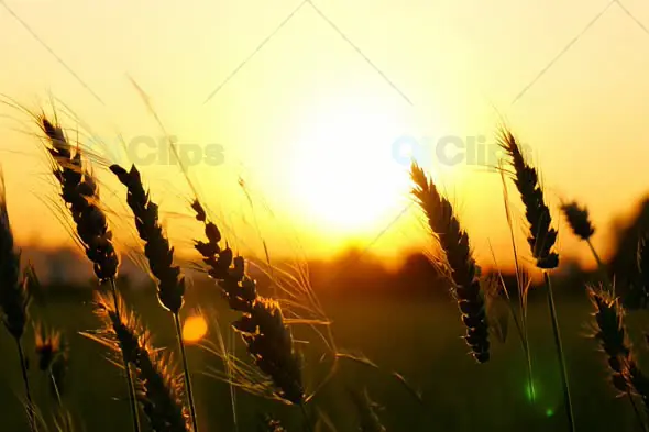 Golden Sunset Over Wheat Field with Swaying Stalks