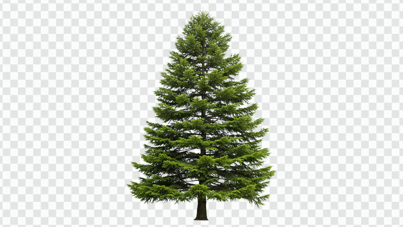 Majestic Coniferous Evergreen Tree Isolated PNG Clipart