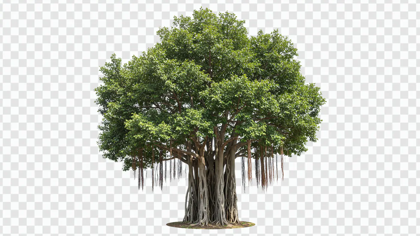 Majestic Banyan Tree with Aerial Roots PNG