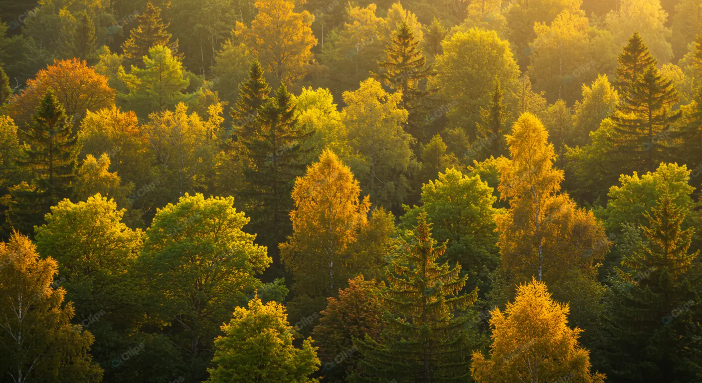 Golden Autumn Forest Canopy