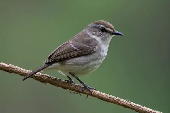 Bird on Branch