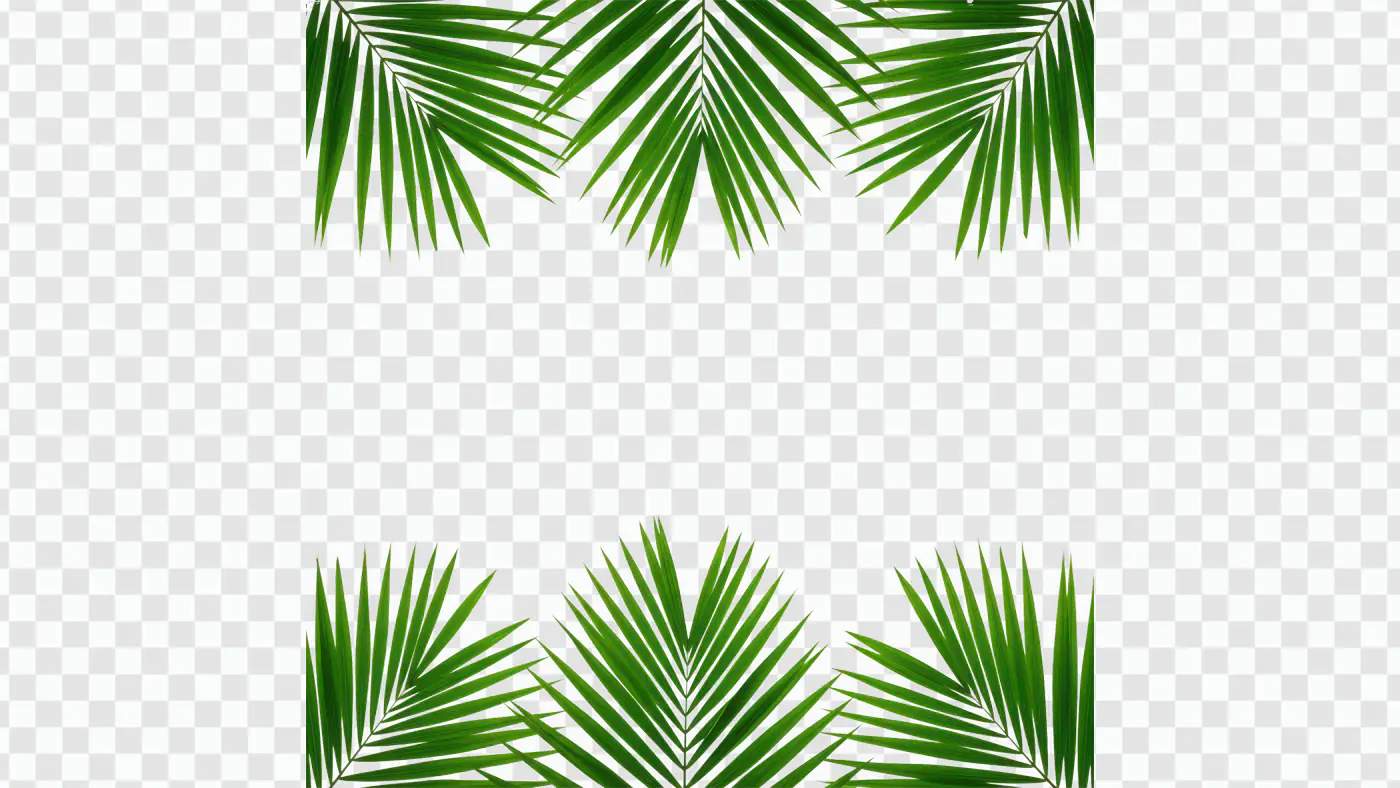 Tropical Palm Fronds Border Frame PNG Clipart
