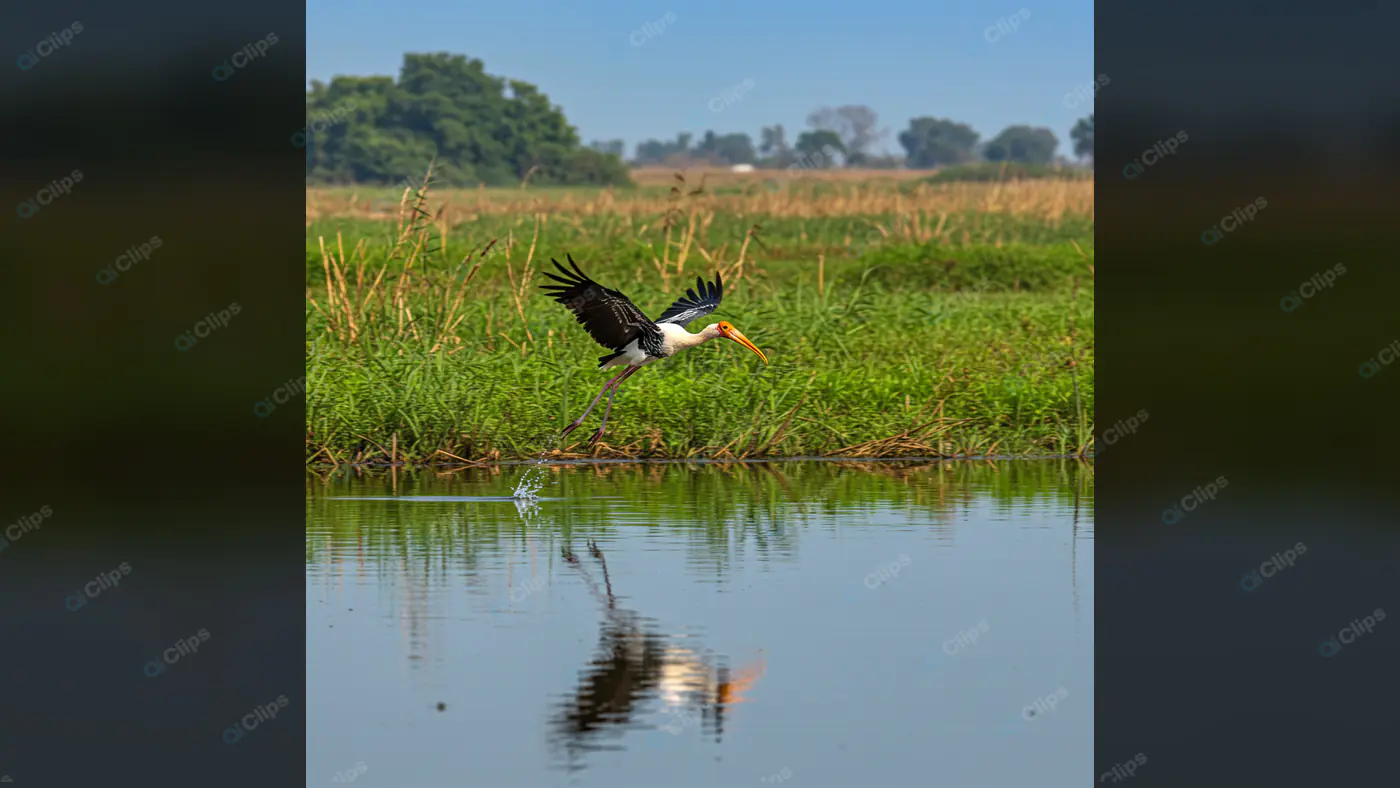 Painted Stork in Flight Over Wetland