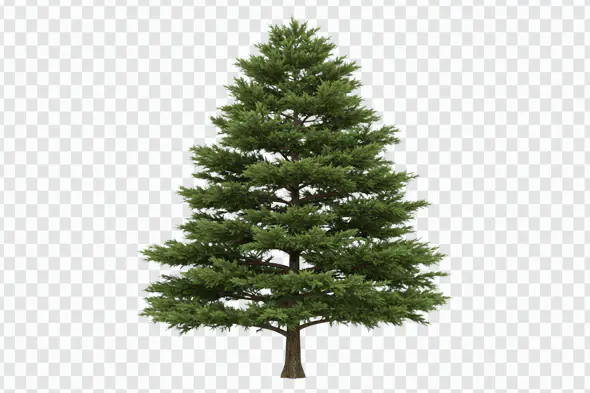 Majestic Evergreen Pine Tree Isolated PNG Clipart