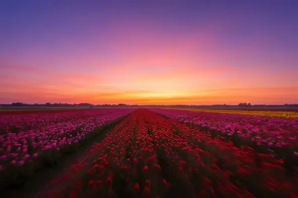 Breathtaking Tulip Fields Sunset Landscape Countryside Scenery
