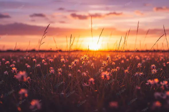 Golden Hour Wildflower Meadow