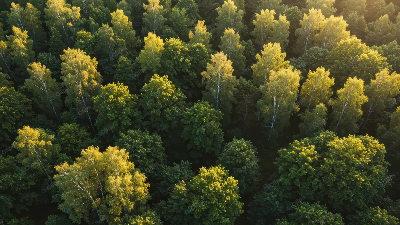 Sunlit Birch Forest Canopy
