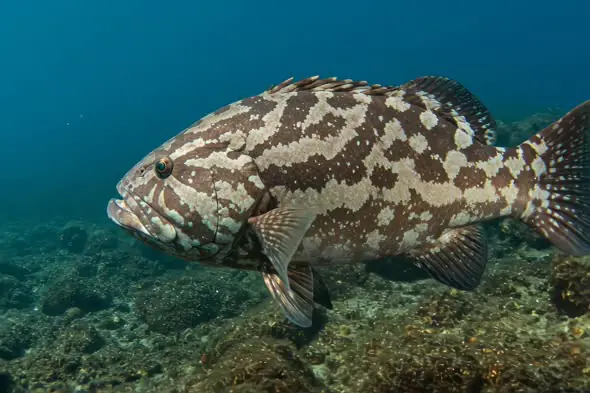 Majestic Grouper in Underwater Realm