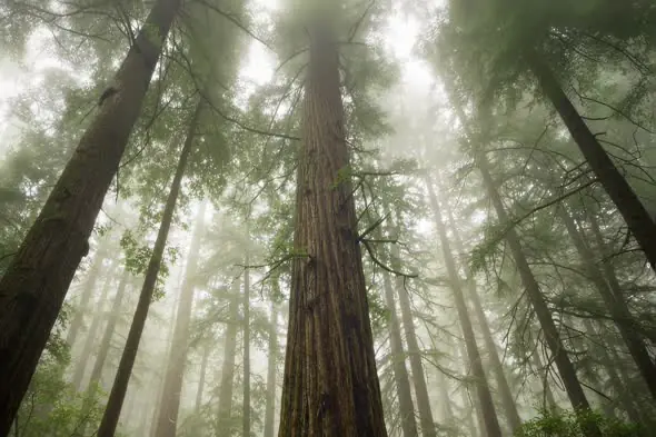 Towering Redwoods Shrouded in Ethereal Mist Forest Scenery