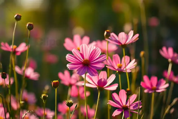Blooming Pink Cosmos Flowers in a Sunlit Field