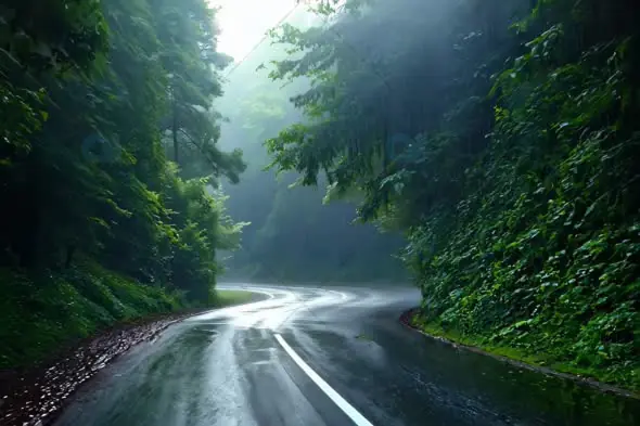Rain-Soaked Winding Forest Road in Misty Greenery