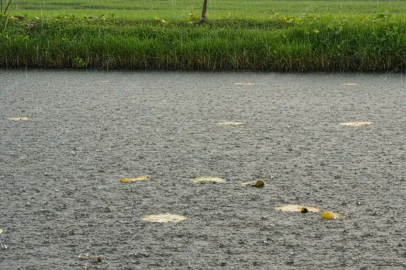 Raindrop-Speckled Pond Landscape
