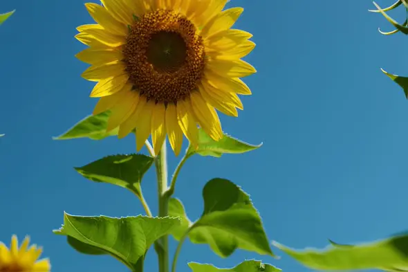 Vibrant Sunflower Bloom Against Clear Blue Summer Sky