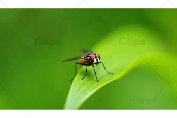 Close-Up of Fly on Green Leaf