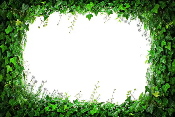 Natural Green Leaf Border Frame Animation