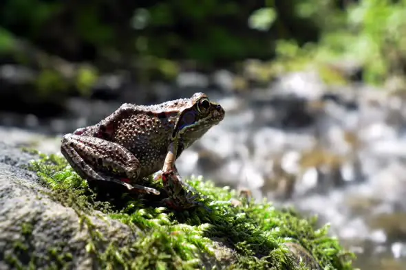 Mossy Rock Frog Close-up