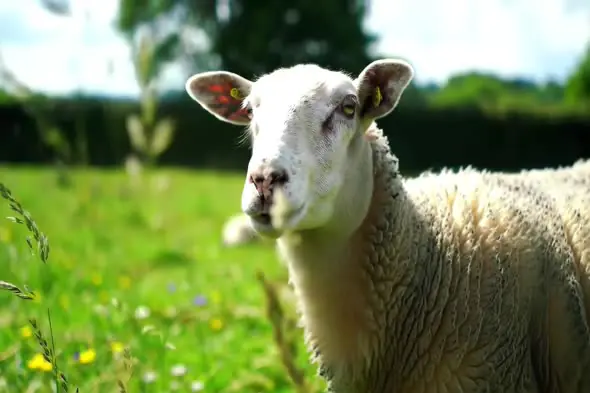 Inquisitive Sheep in Meadow