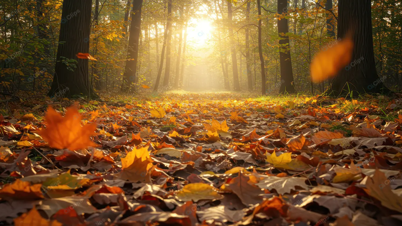Sunlit Autumn Forest Path