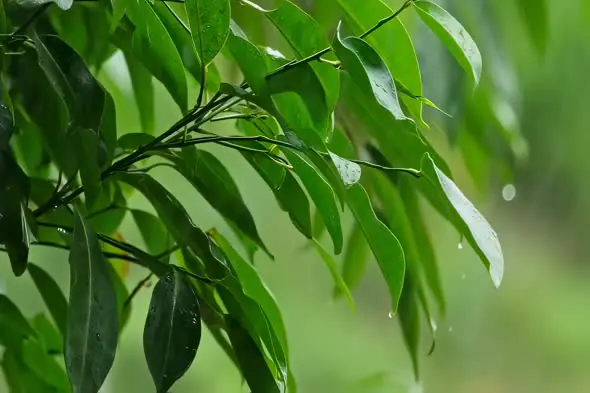 Lush Green Leaves Glistening with Raindrops Close-up