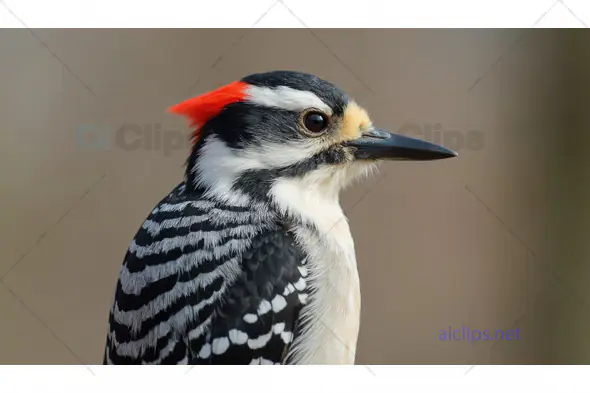 Close-Up of a Woodpecker